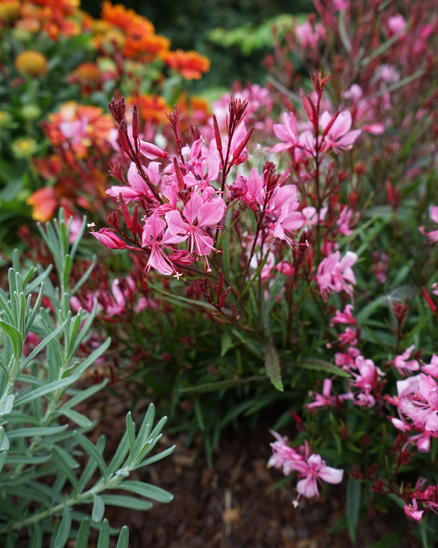 Gaura 'Baby Butterfly Dark Pink'