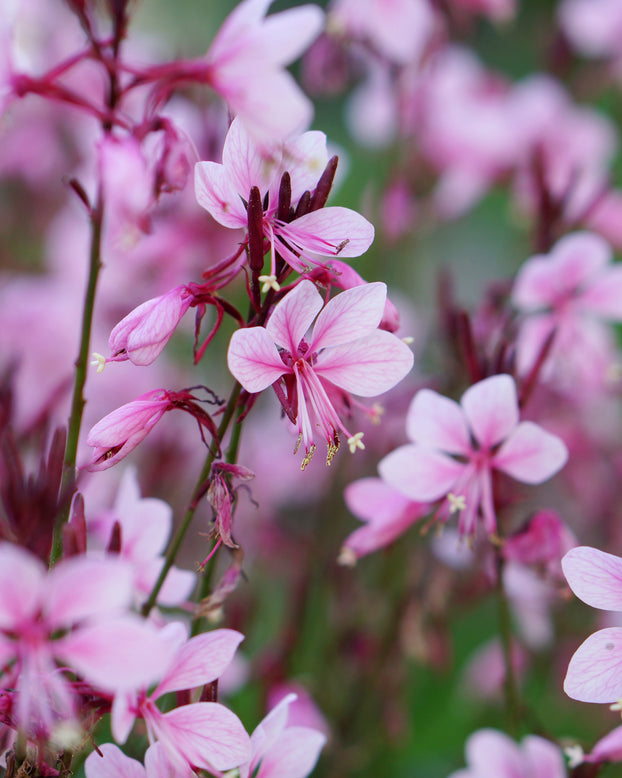 Gaura 'Baby Butterfly Dark Pink'