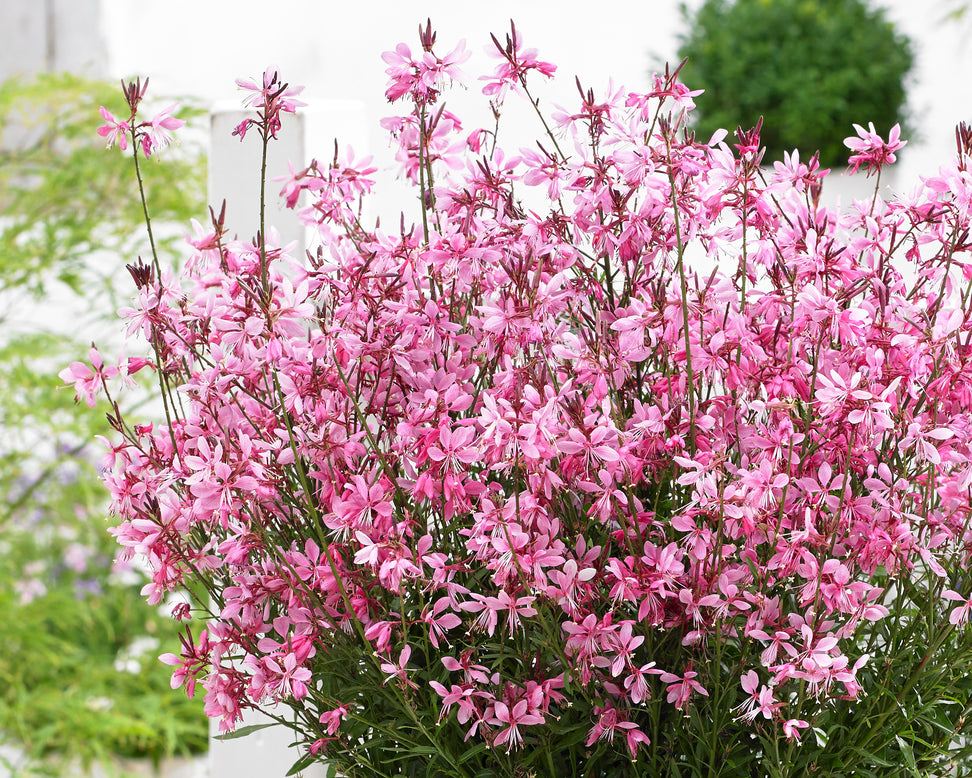 Gaura 'Baby Butterfly Dark Pink'
