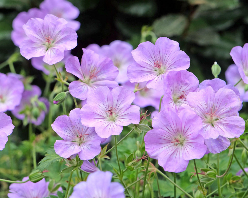 Geranium 'Azure Rush'