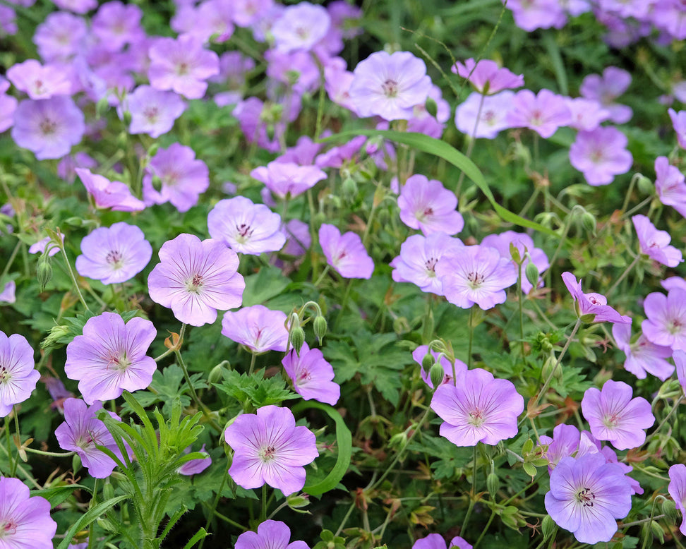 Geranium 'Azure Rush'