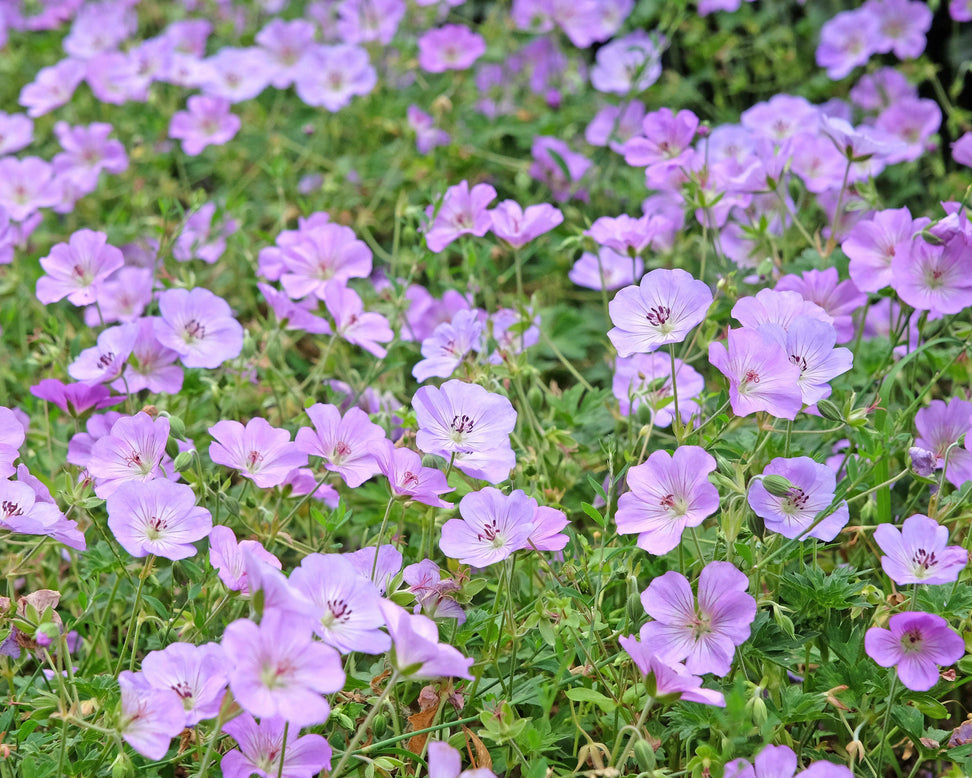 Geranium 'Azure Rush'