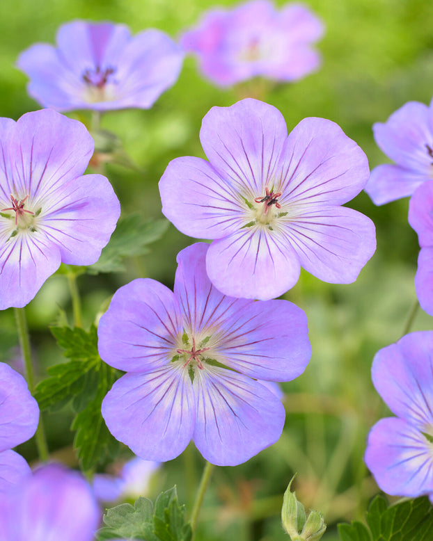 Geranium 'Azure Rush'