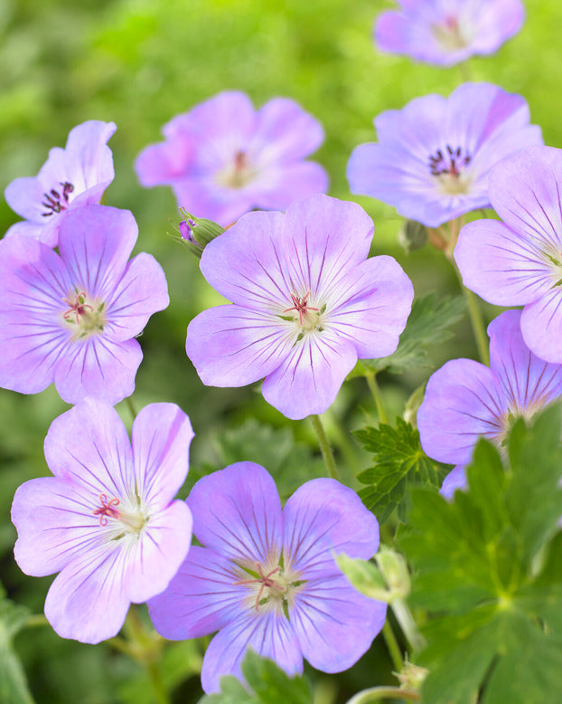 Geranium 'Azure Rush'