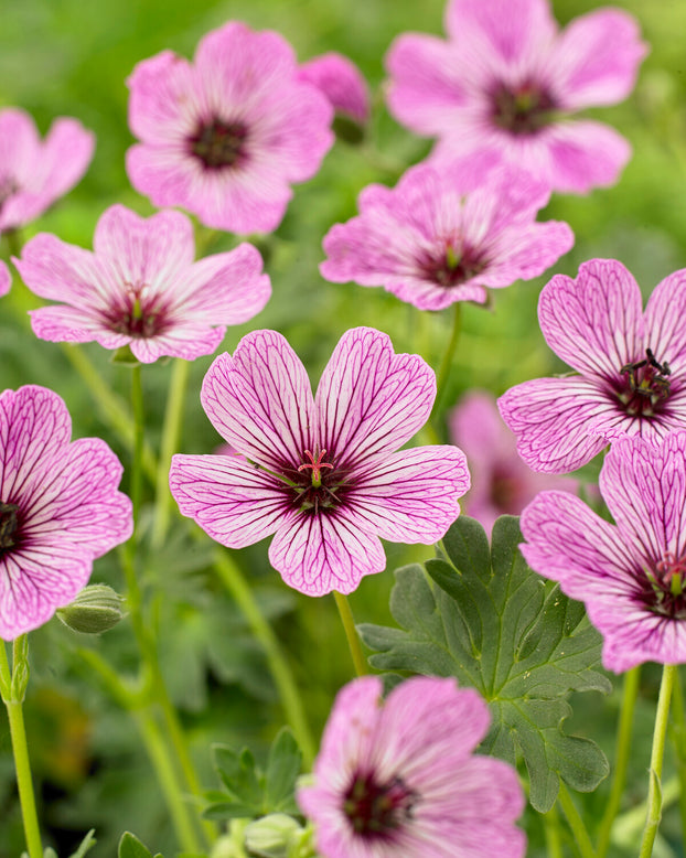 Geranium 'Ballerina'