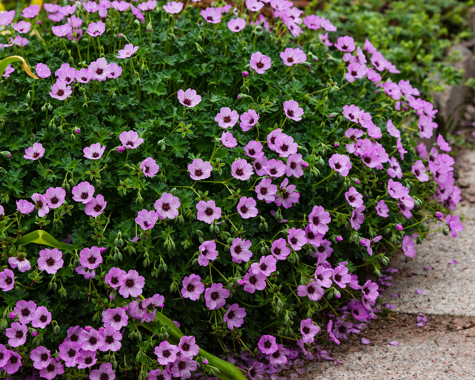Geranium 'Ballerina'