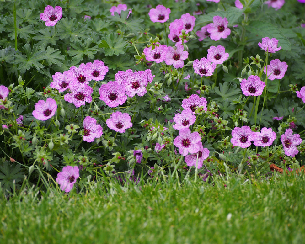 Geranium 'Ballerina'