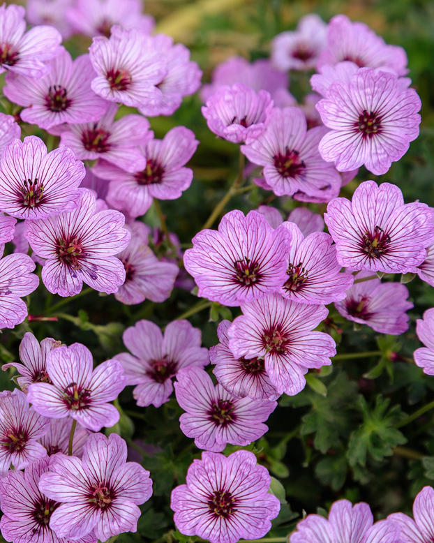 Geranium 'Ballerina'