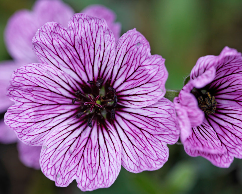 Geranium 'Ballerina'