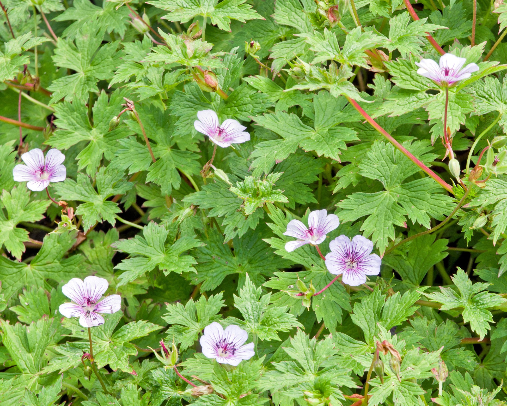 Geranium wallichianum 'Crystal Lake' bare roots | Buy cranesbill online ...