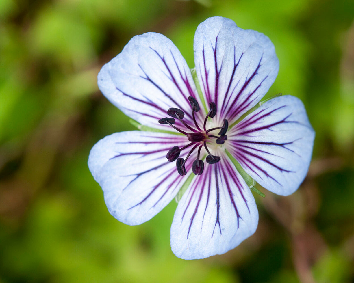 Geranium wallichianum 'Crystal Lake' bare roots | Buy cranesbill online ...
