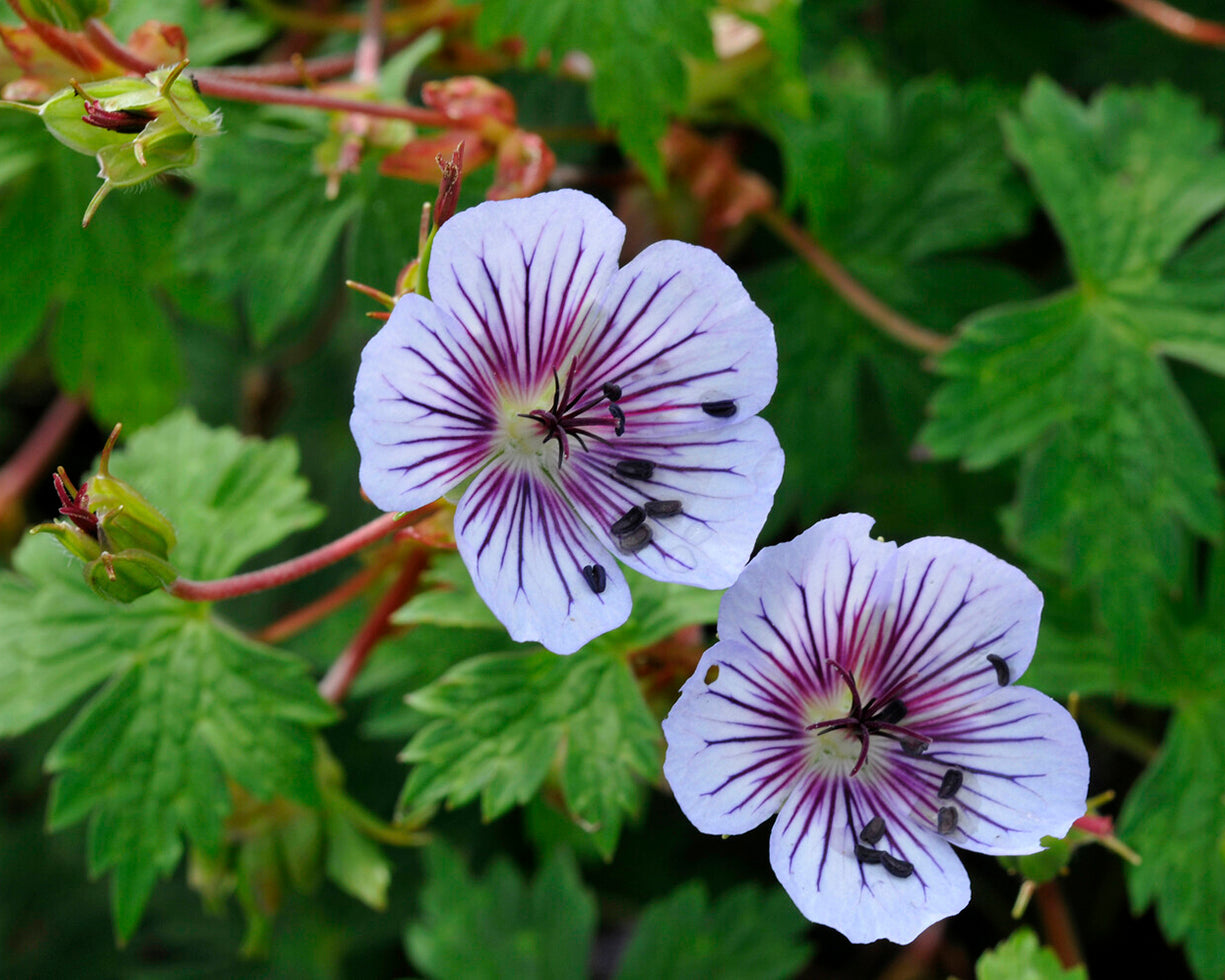 Geranium wallichianum 'Crystal Lake' bare roots — Buy cranesbill online ...