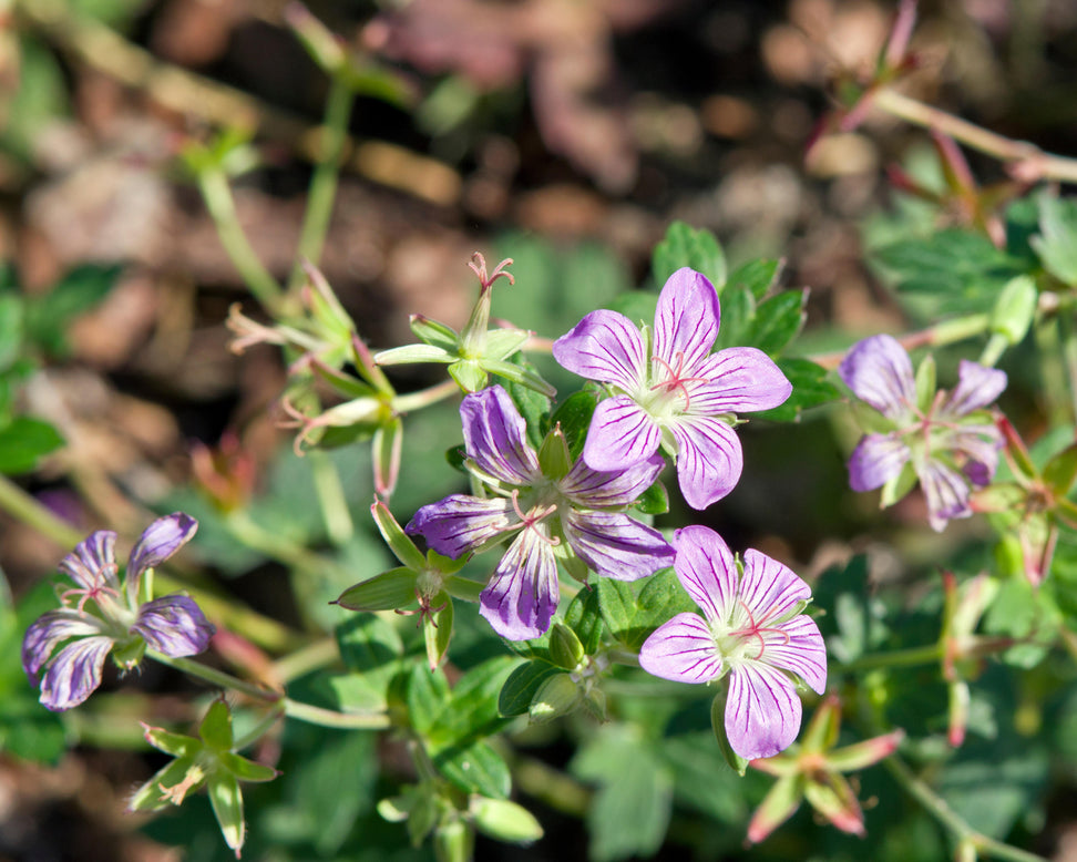 Geranium 'Fay Anna'