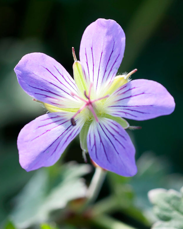 Geranium 'Fay Anna'