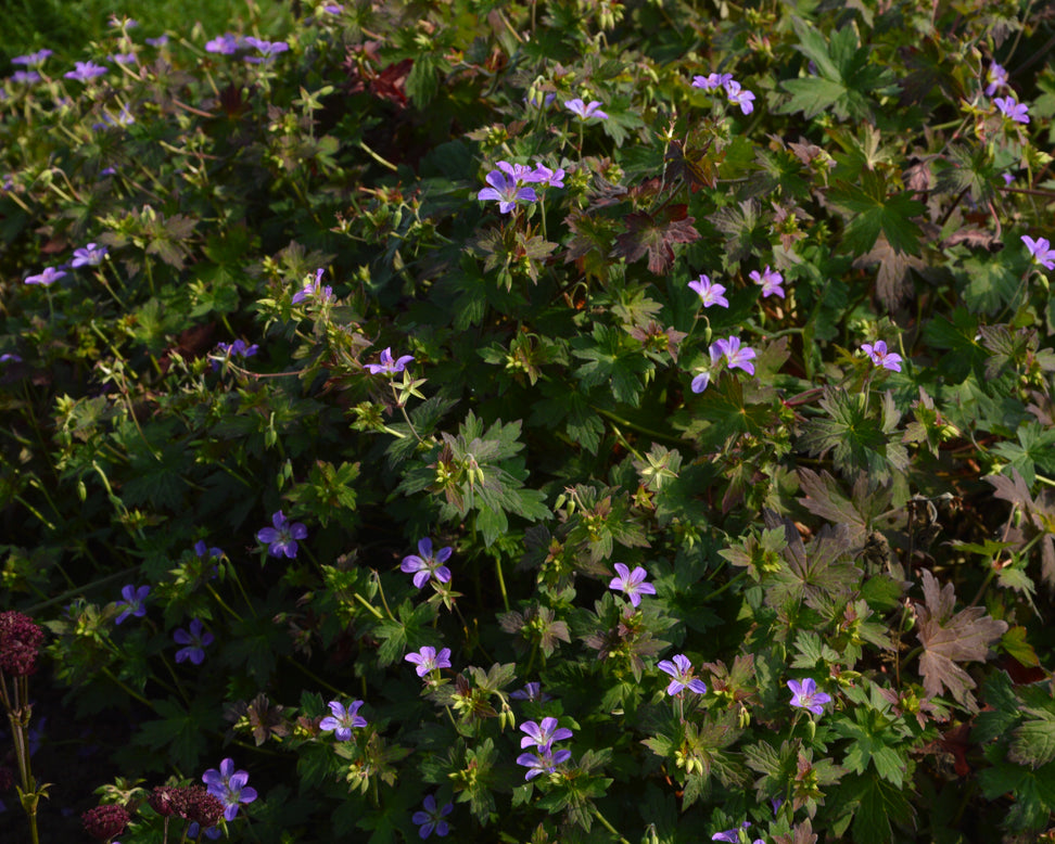 Geranium 'Fay Anna'