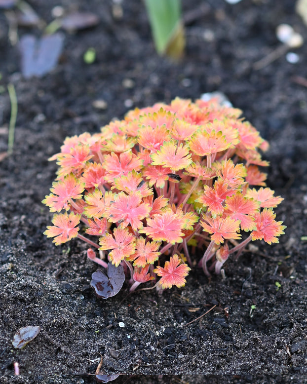 Geranium 'Fay Anna'