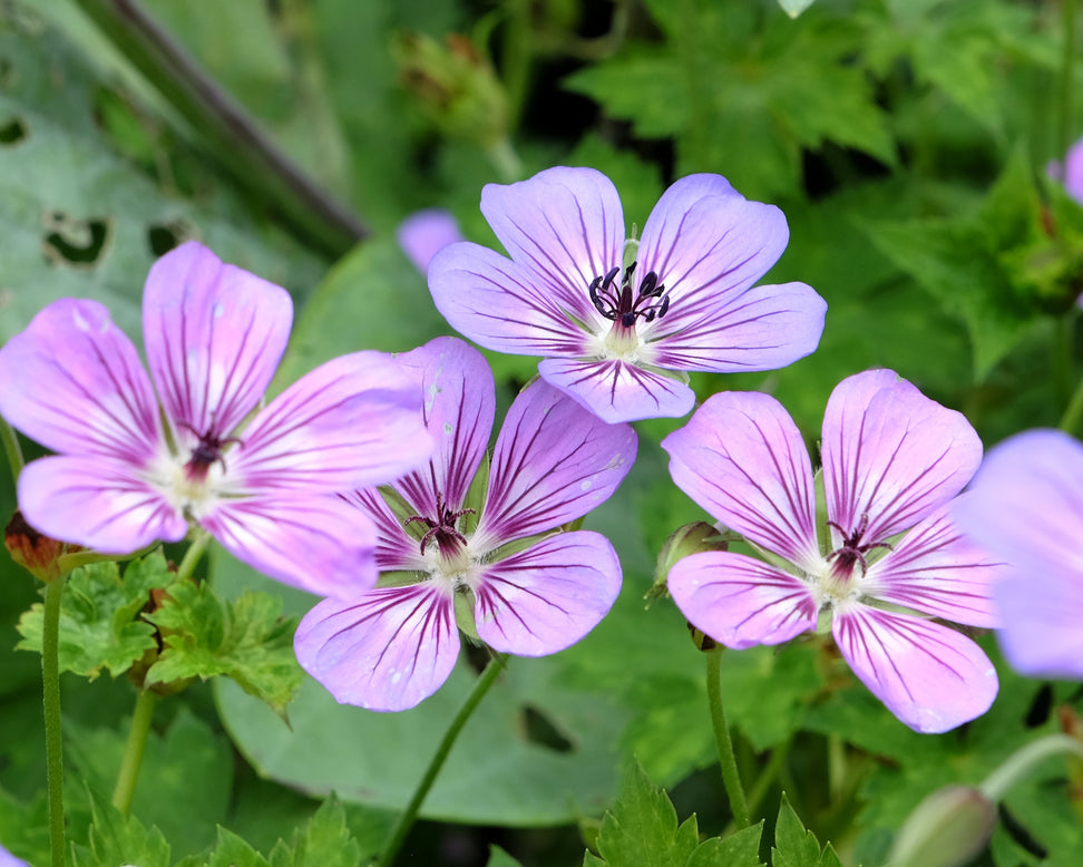 Geranium 'Havanna Blues'