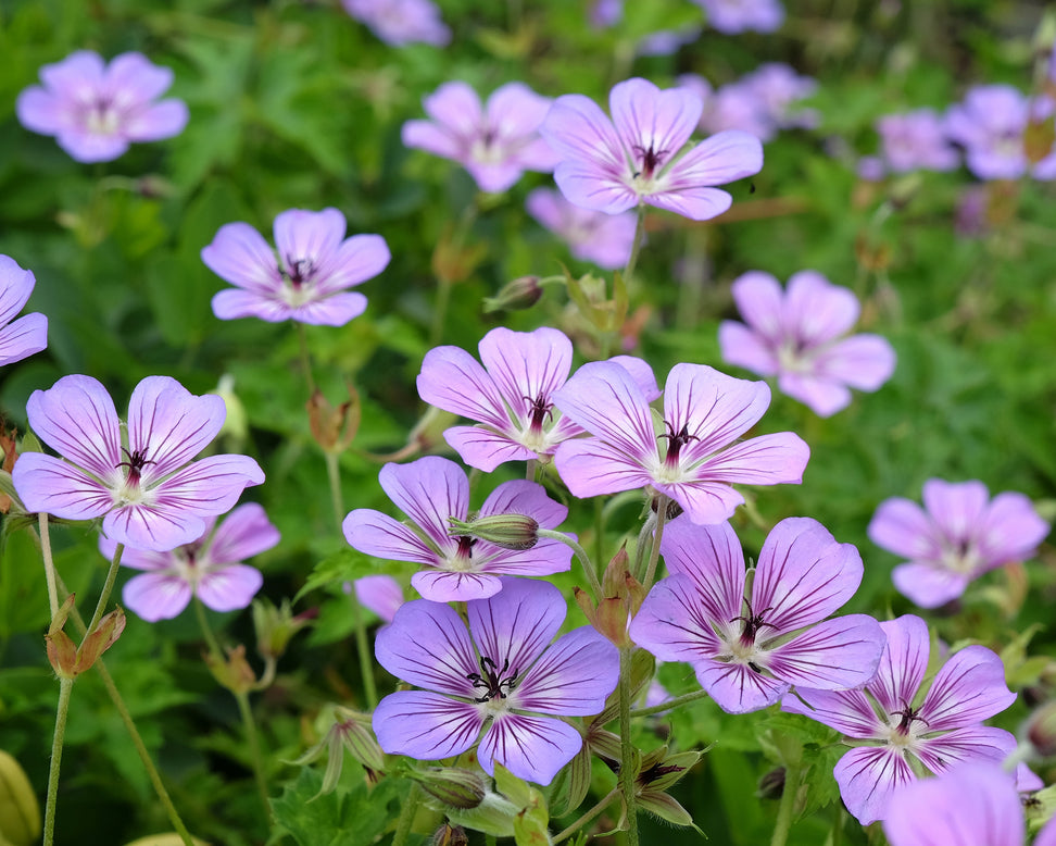 Geranium 'Havanna Blues'
