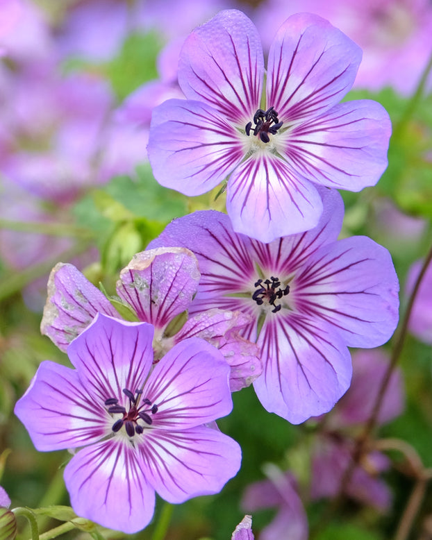 Geranium 'Havanna Blues'