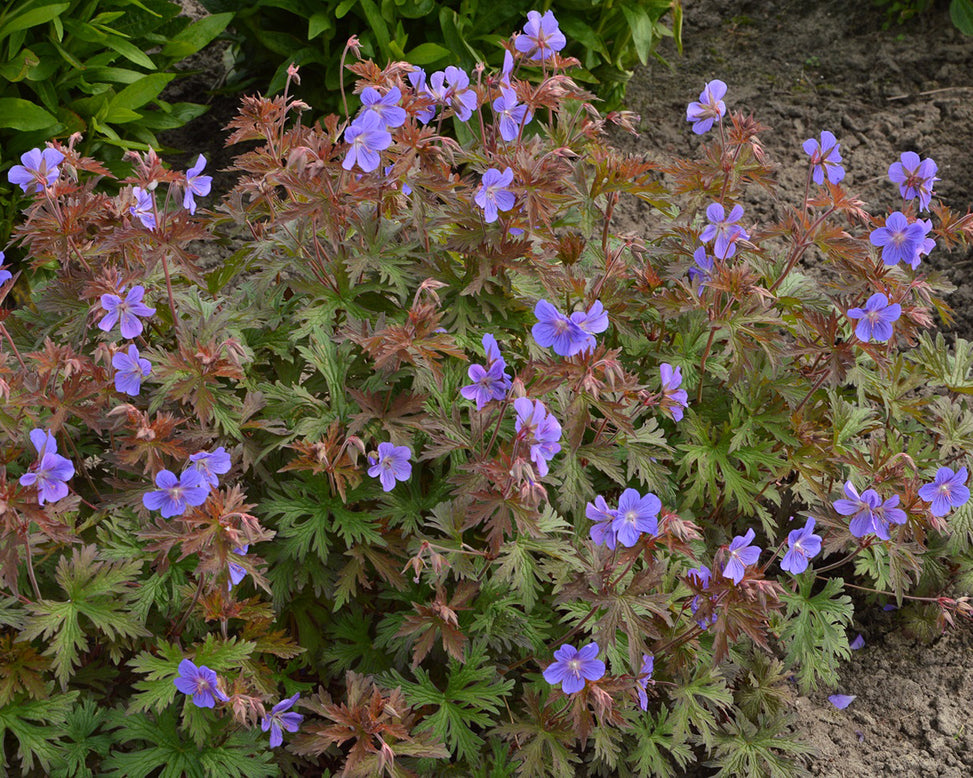 Geranium 'Kaya'