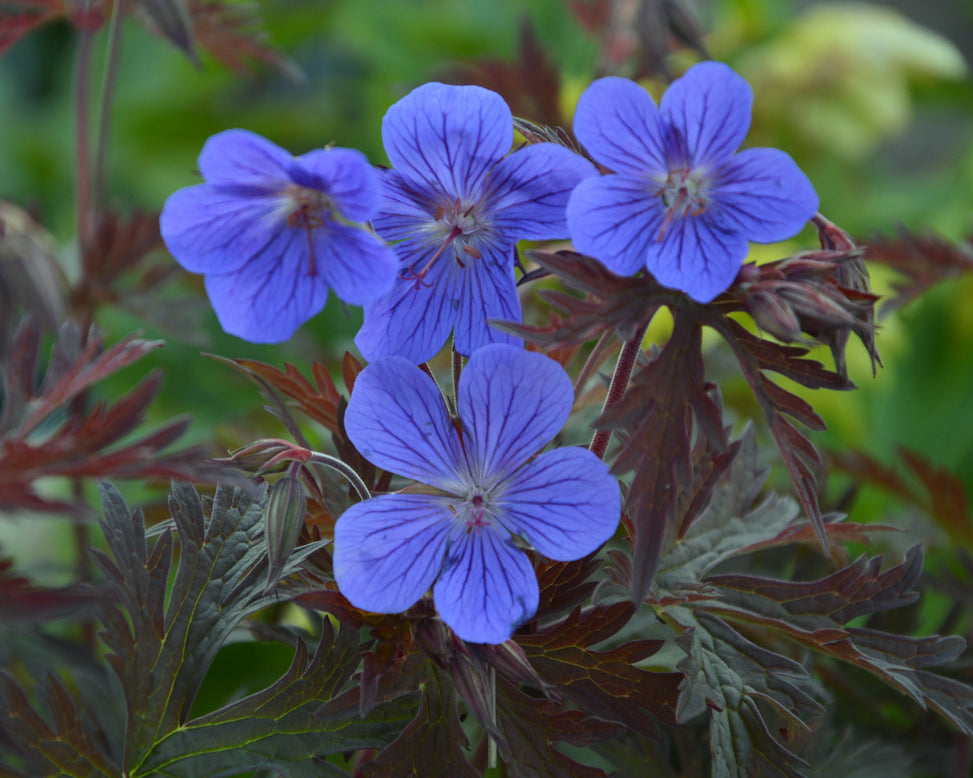 Geranium 'Kaya'