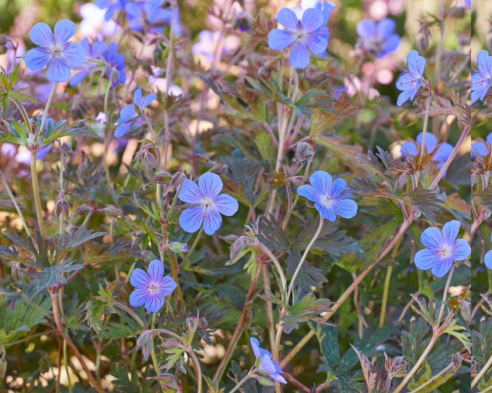 Geranium 'Kaya'