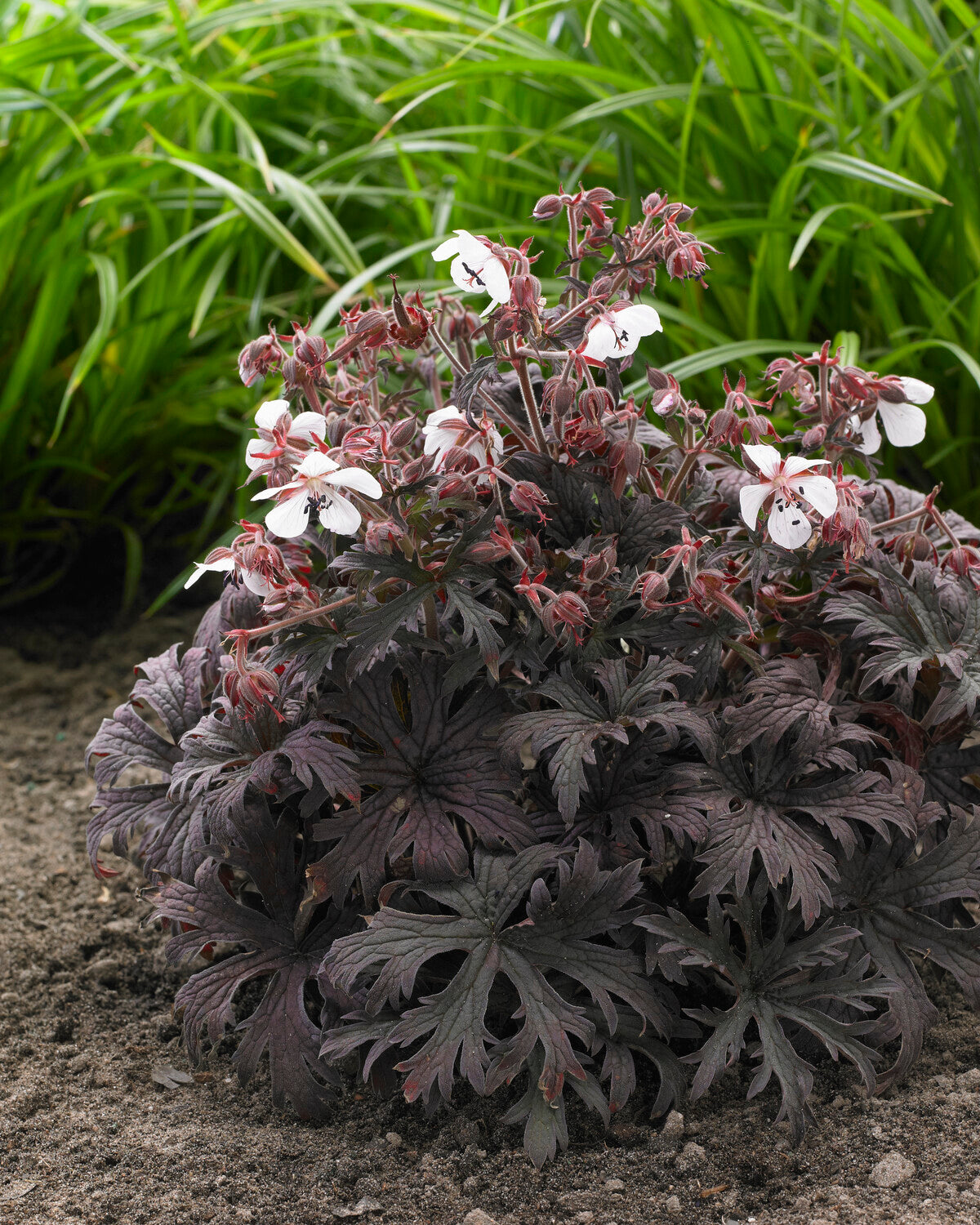 Geranium pratense 'Midnight Ghost' bare roots | Buy cranesbill online ...