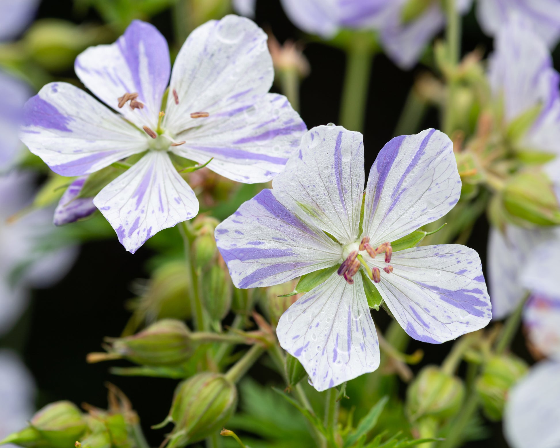 Geranium pratense 'Splish-Splash' bare roots | Buy meadow cranesbill ...