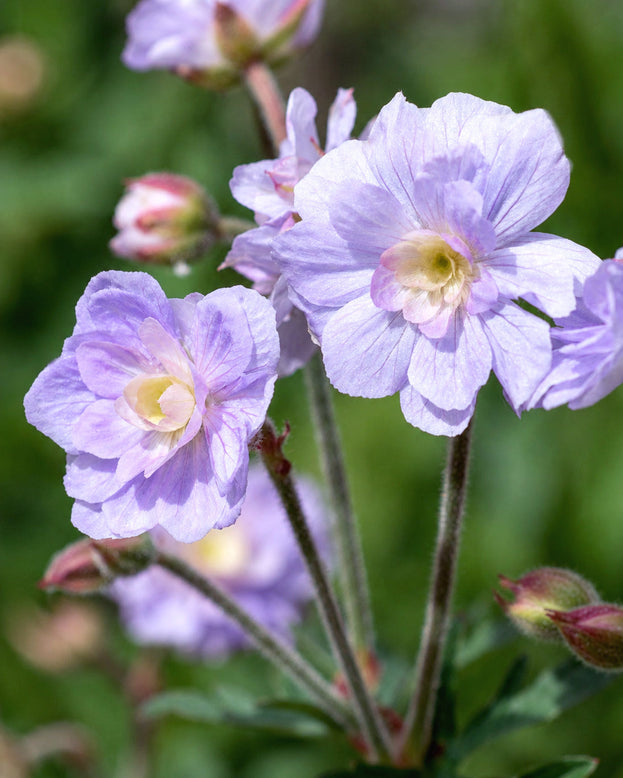 Geranium 'Summer Skies'
