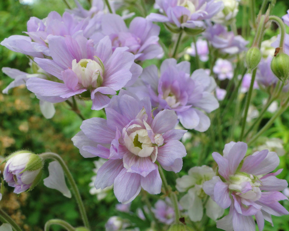 Geranium 'Summer Skies'