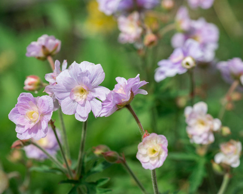 Geranium 'Summer Skies'