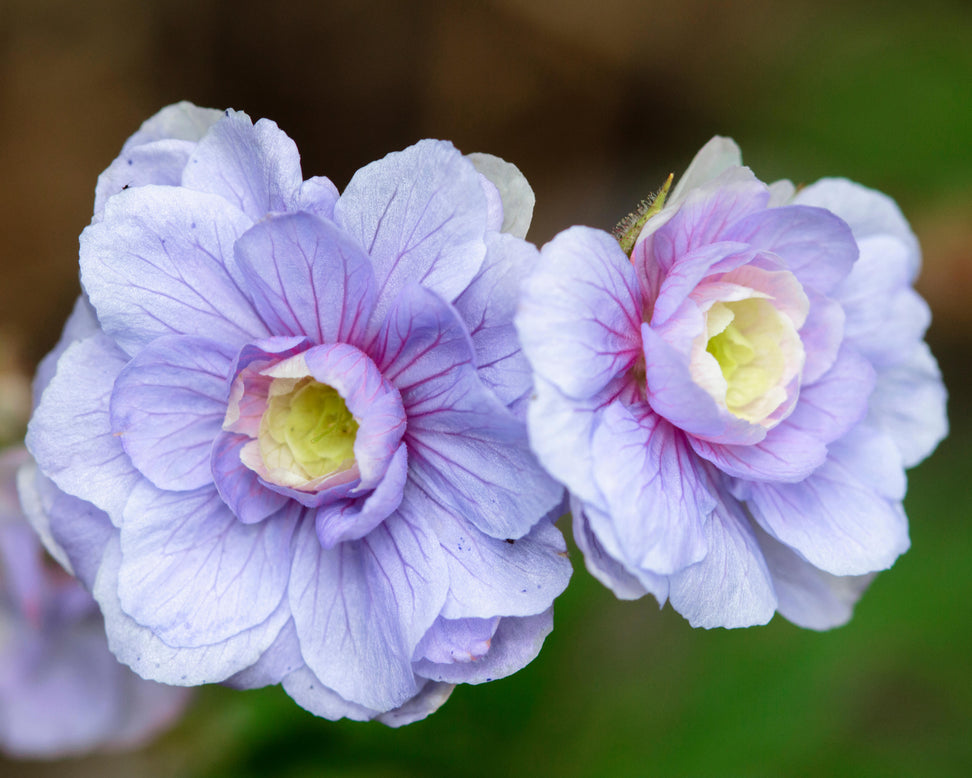 Geranium 'Summer Skies'