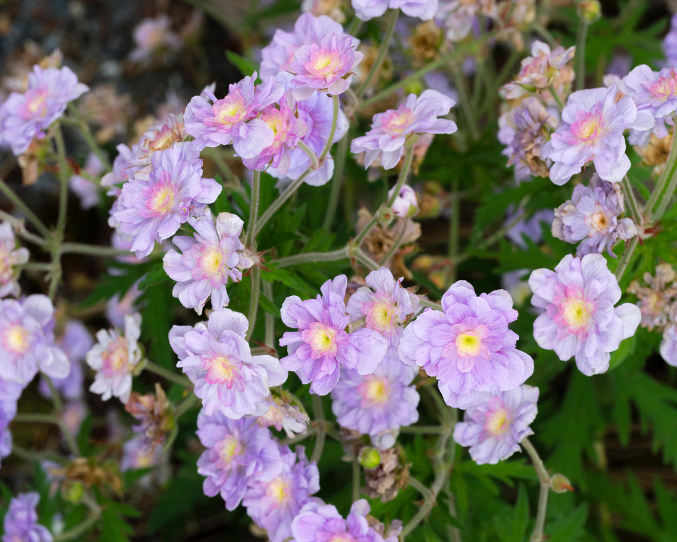 Geranium 'Summer Skies'