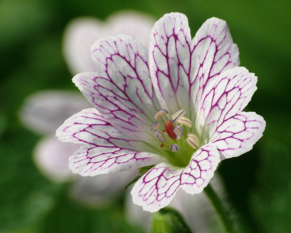 Geranium versicolor