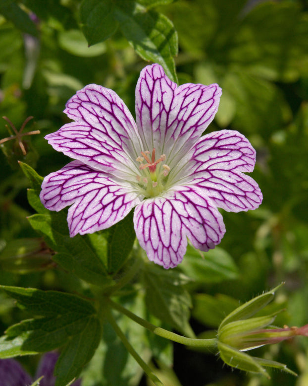 Geranium versicolor