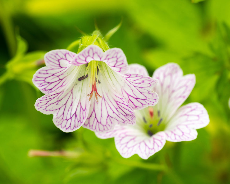 Geranium versicolor