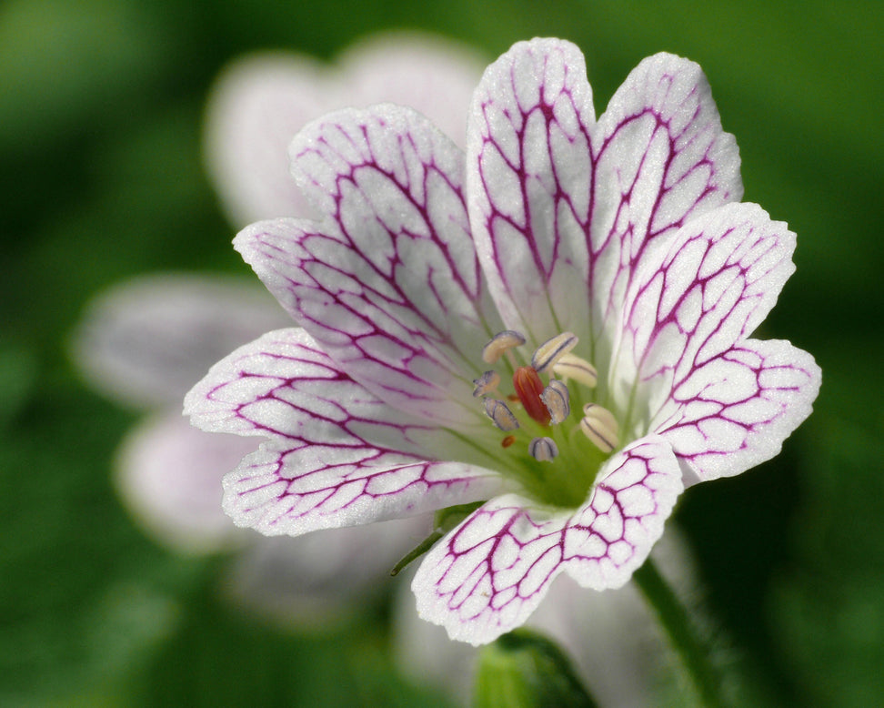 Geranium versicolor