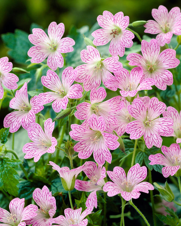 Geranium versicolor