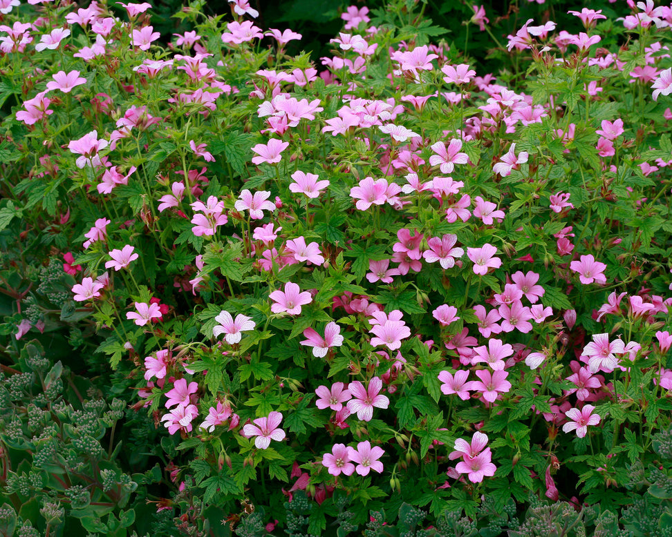 Geranium 'Wargrave Pink'