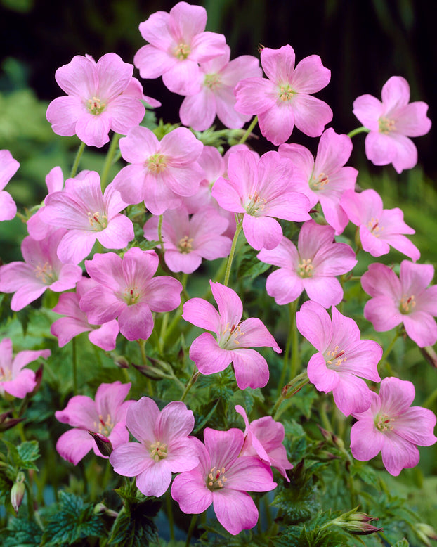 Geranium 'Wargrave Pink'