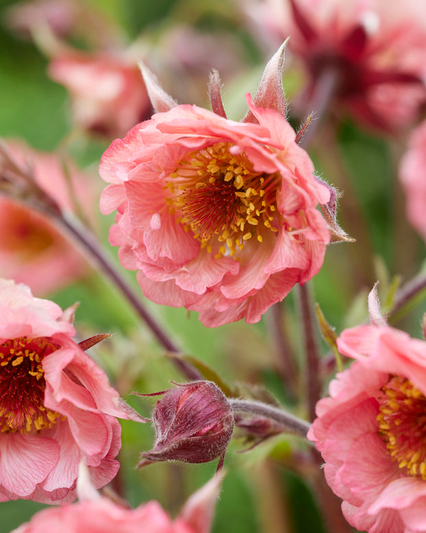 Geum 'Battenberg Cake'