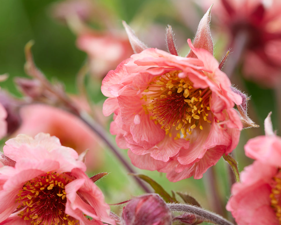 Geum 'Battenberg Cake'