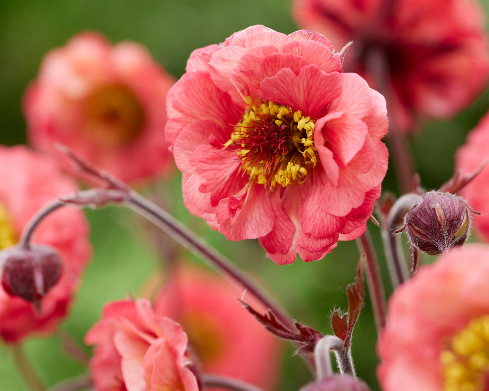 Geum 'Cherry Bakewell'