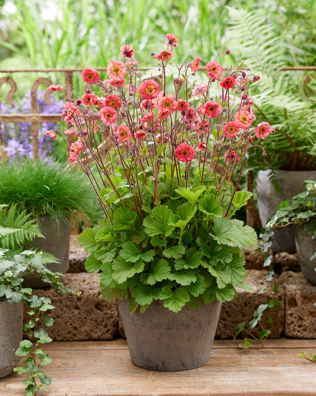 Geum 'Cherry Bakewell'