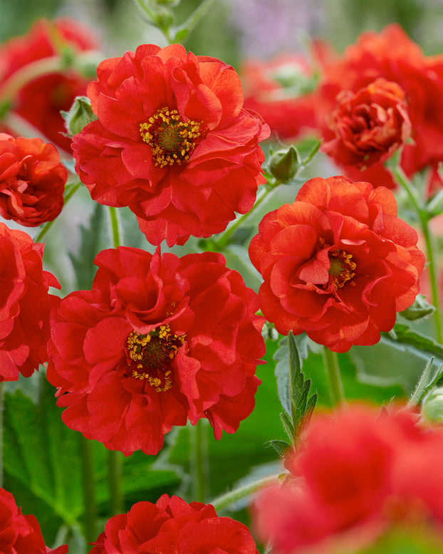 Geum 'Firestarter'