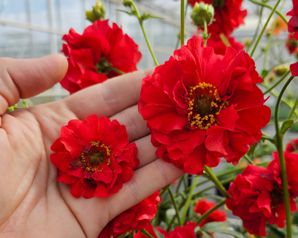 Geum 'Firestarter'