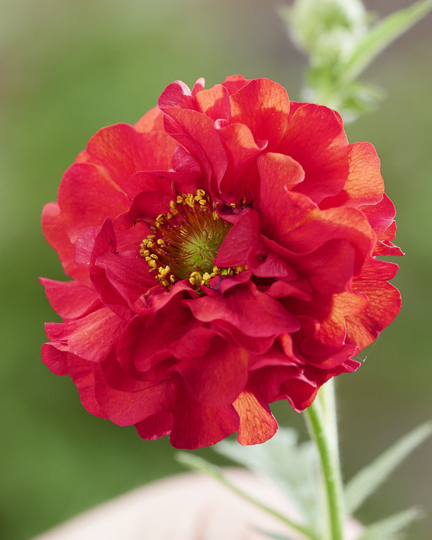 Geum 'Firestarter'