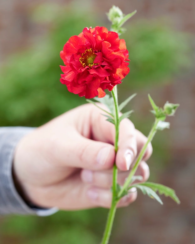 Geum 'Firestarter'