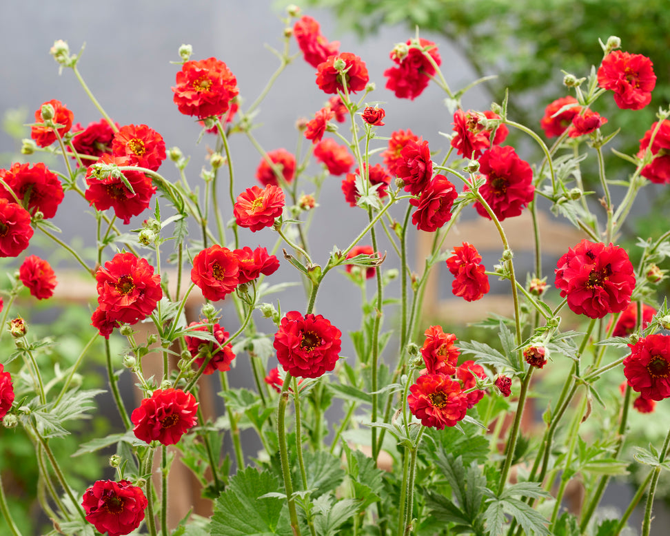 Geum 'Firestarter'