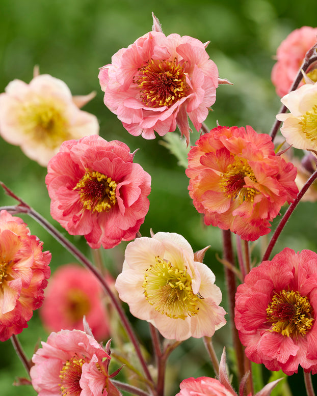 Geum collection 'Grand Dessert'